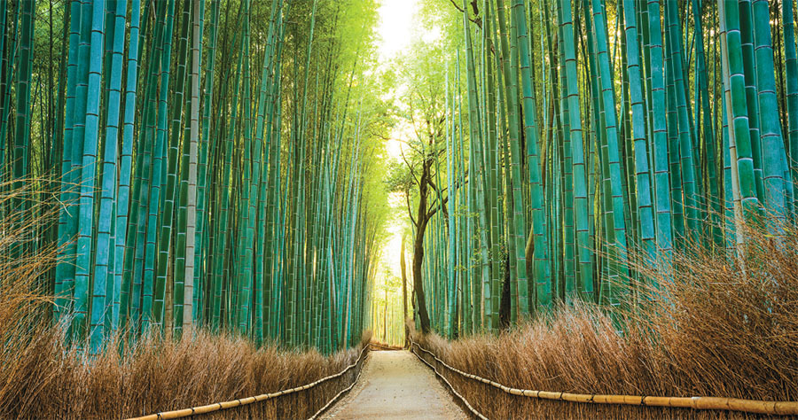 for pulp manufacturers bamboo is the easiest non wood fiber to pulp