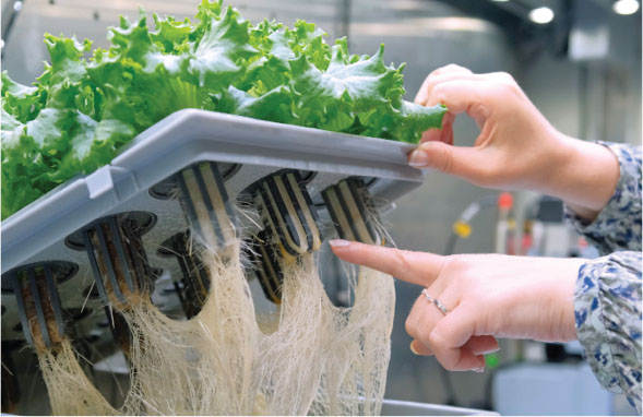 a figure hydroponic plant cultivation in cellulose